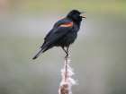 Juanita Bay, Washington. Male red-winged blackbird, on cattail calling out a territorial warning Art Print